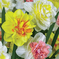Double Delight Daffodil Mixture Seeds