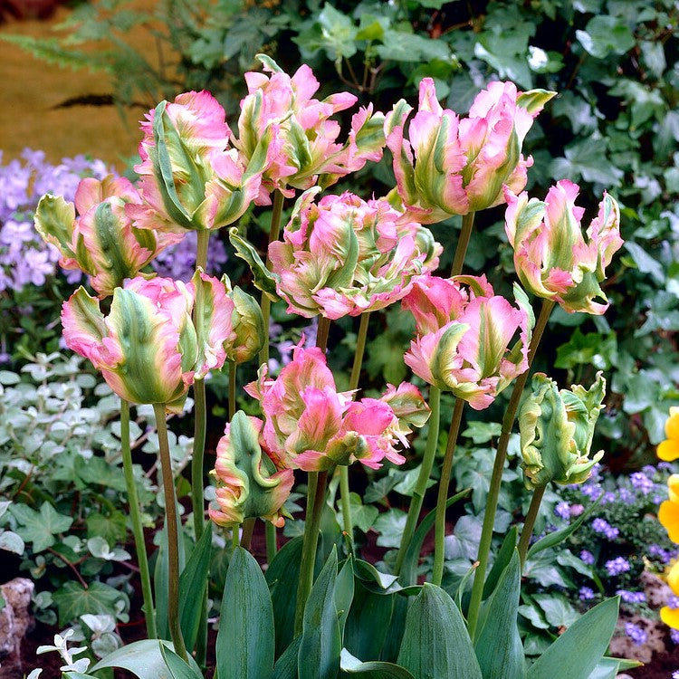 Green Wave Tulip Seeds