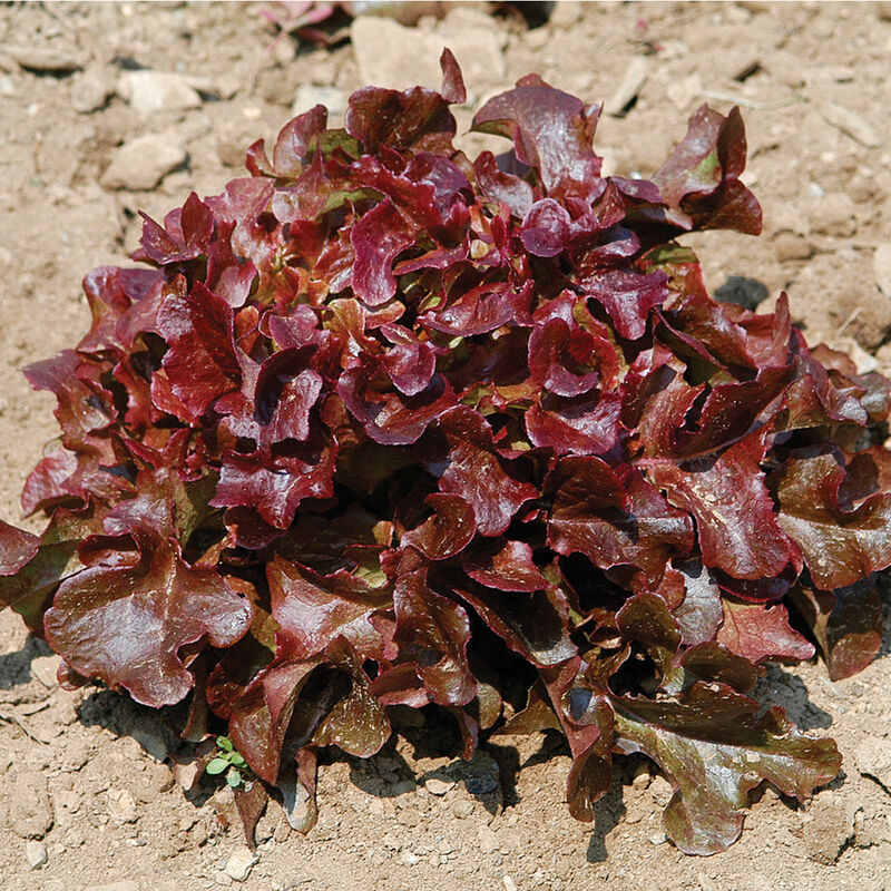 Catalina – Organic Lettuce Seed