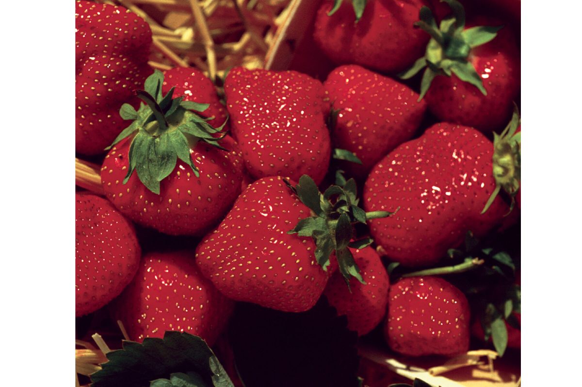 Jewel – Strawberry Seeds