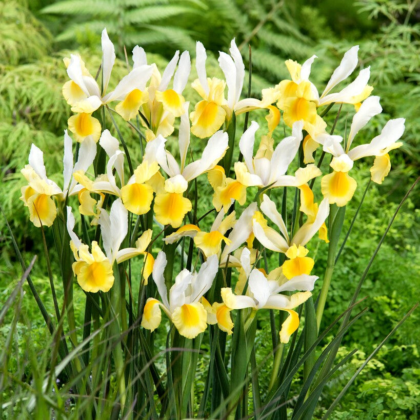 Iris Montecito Yellow White Bulbs