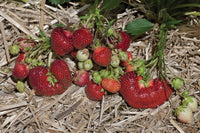 Earliglow – Strawberry Plants