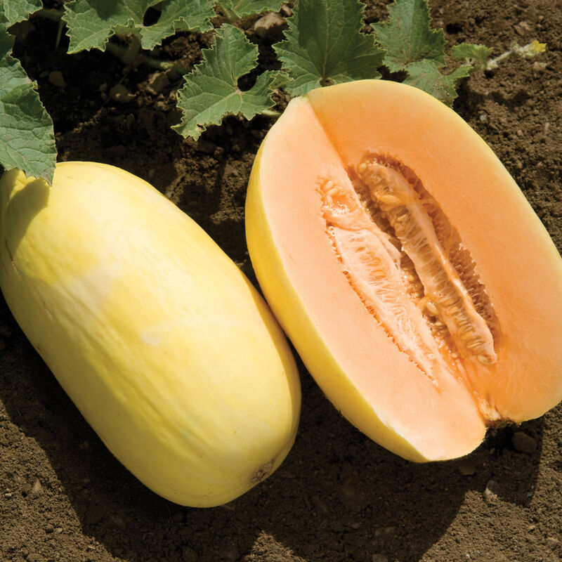 Lilly – Melon Seed
