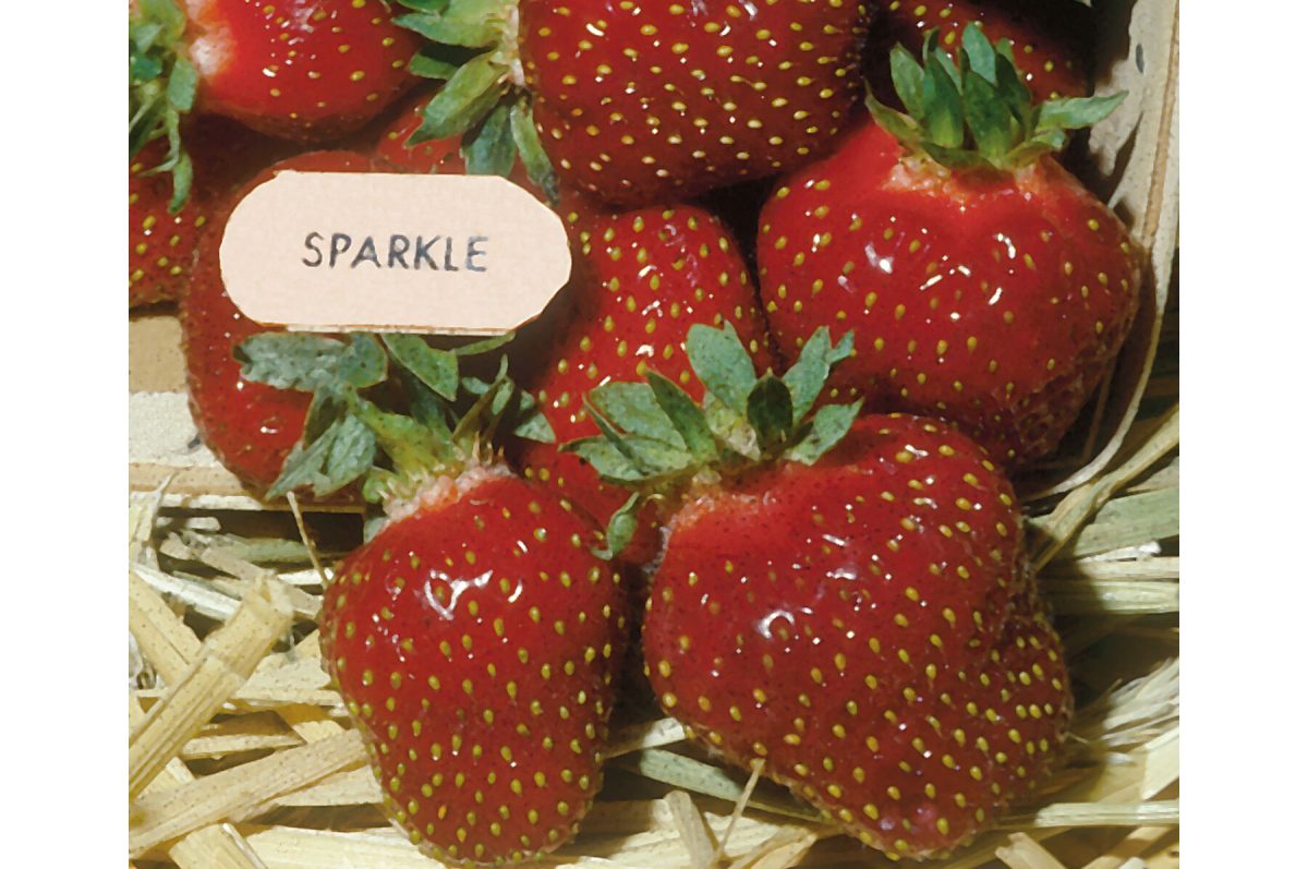 Sparkle – Strawberry Seed
