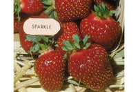 Sparkle – Strawberry Seed