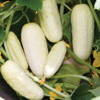 Salt and Pepper – Organic Cucumber Seed