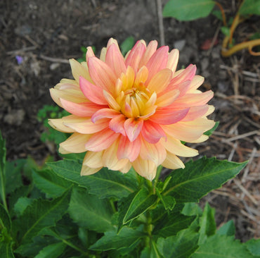 Sunset Tropicana Dahlia