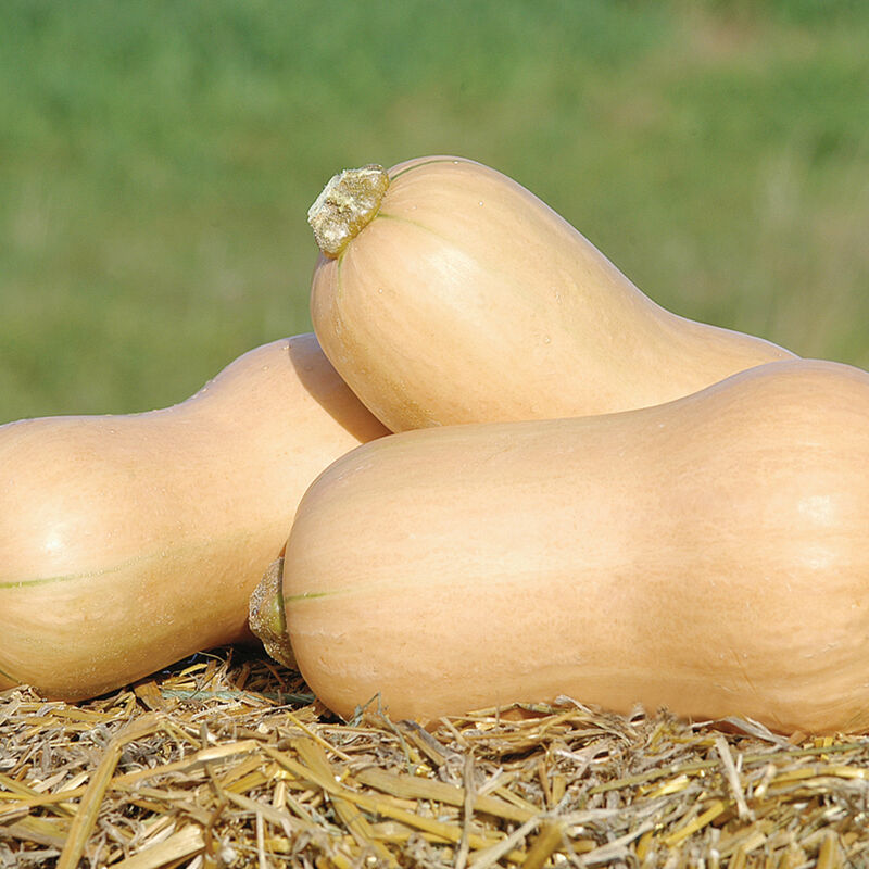 Metro PMR – Butternut Squash Seed