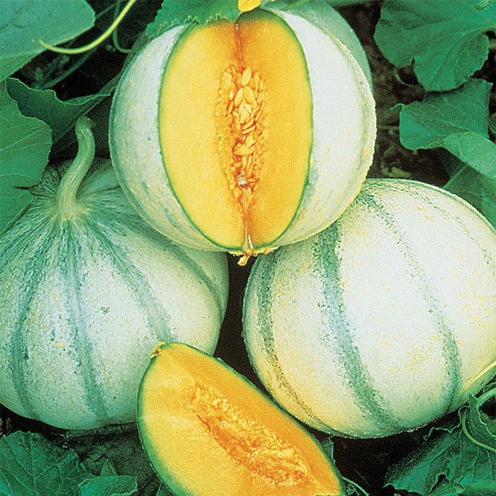 Escorial – Melon Seed