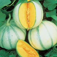 Escorial – Melon Seed