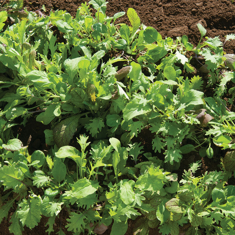 Ovation Greens Mix – Organic Seeds