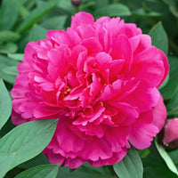 Paeonia Flower Seeds – Heirloom Non-GMO Peony Blooms for Elegant Garden Planting