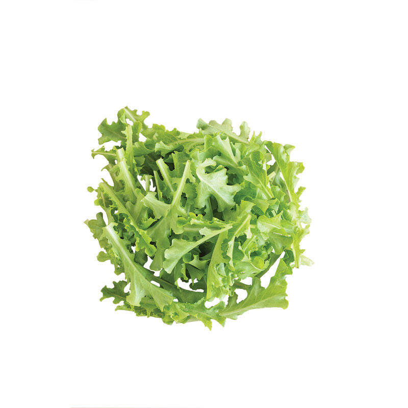 Sulu – Lettuce Seed
