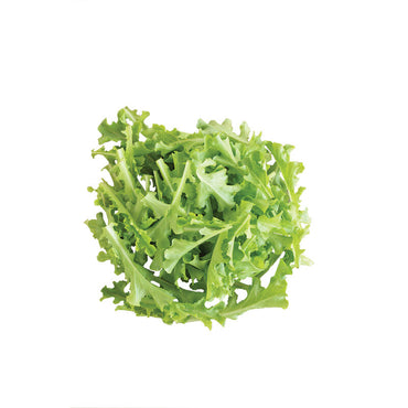 Sulu – Organic Lettuce Seed