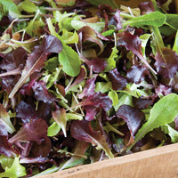 Starstruck Lettuce Mix – Vegetable Seed