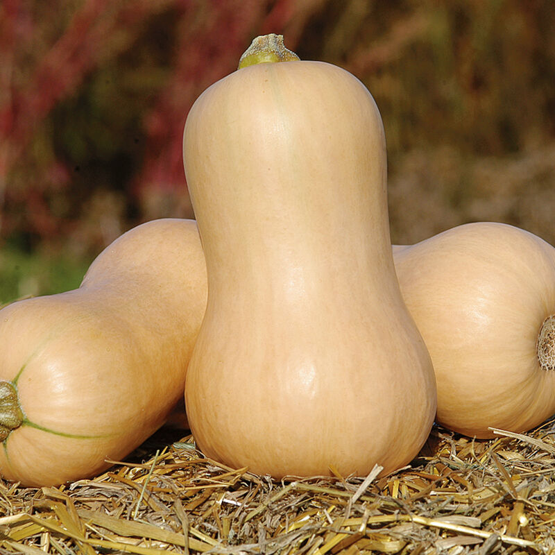 JWS 6823 PMR – Organic Butternut Squash Seed