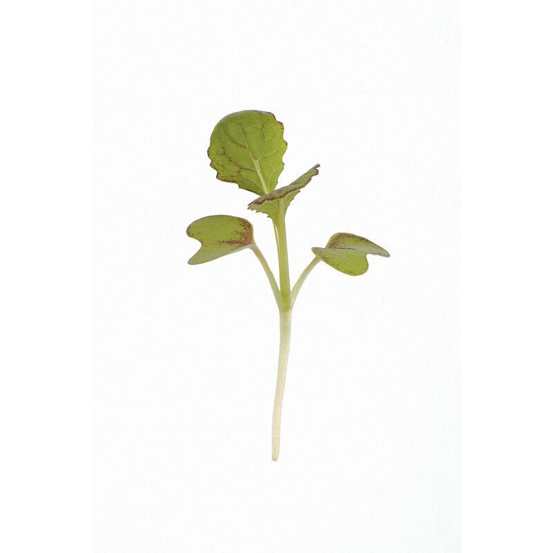Mustard, Green Wave – Organic Microgreen