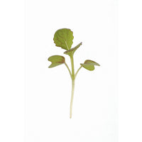 Mustard, Green Wave – Organic Microgreen