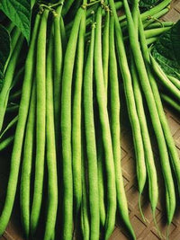 Maxibel – Bean Seed