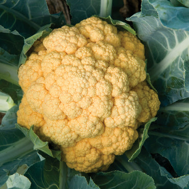 Flame Star – Orange Cauliflower Seeds