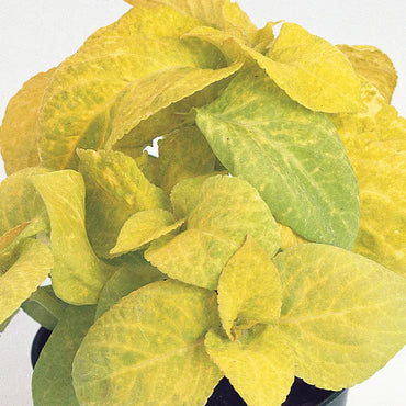 Golden Coleus Plant Seeds - Heirloom and Non-GMO Foilage Garden Seeds