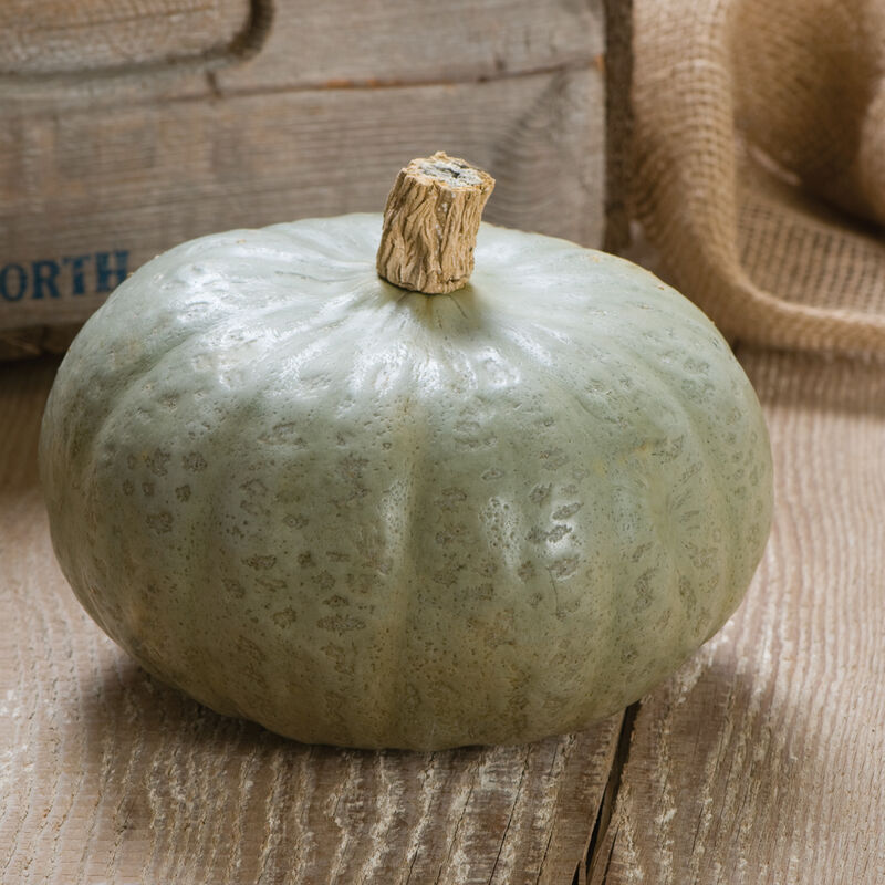Shokichi Shiro – Kabocha Squash Seed