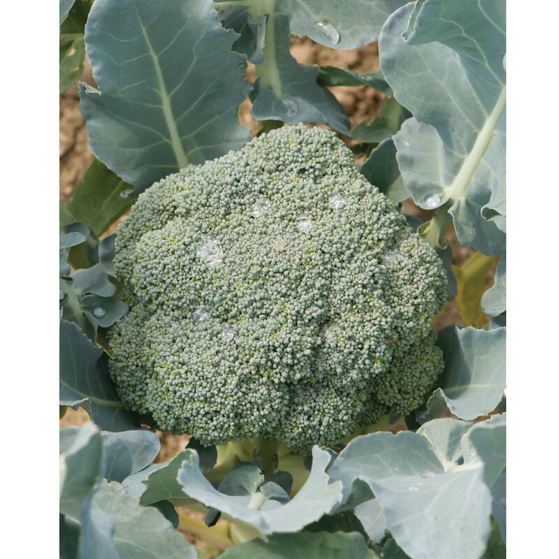 Imperial – Broccoli Seed