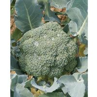 Imperial – Broccoli Seed