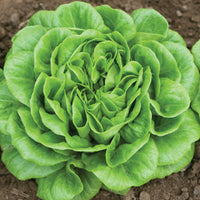 Salanova Premier Collection – Lettuce Seed