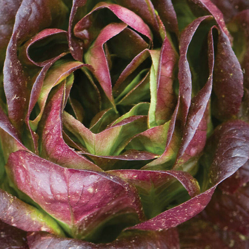 Salanova Red Butter – Lettuce Seed
