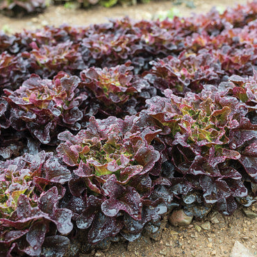 Lettuce- Oakleaf Red