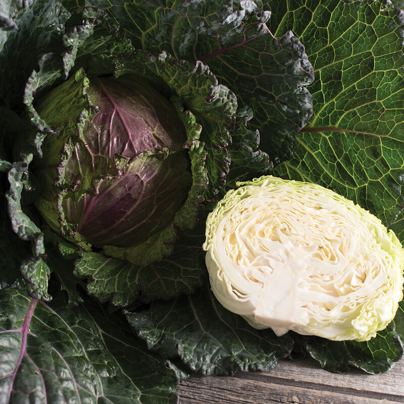 Deadon – Organic Cabbage Seed