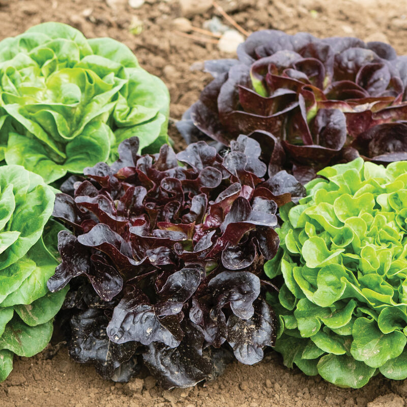 Salanova Premier Collection – Lettuce Seed
