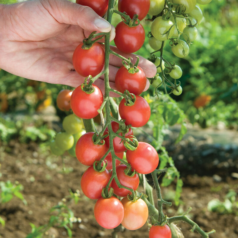 Sunpeach – Tomato Seed