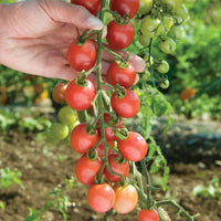 Sunpeach – Tomato Seed