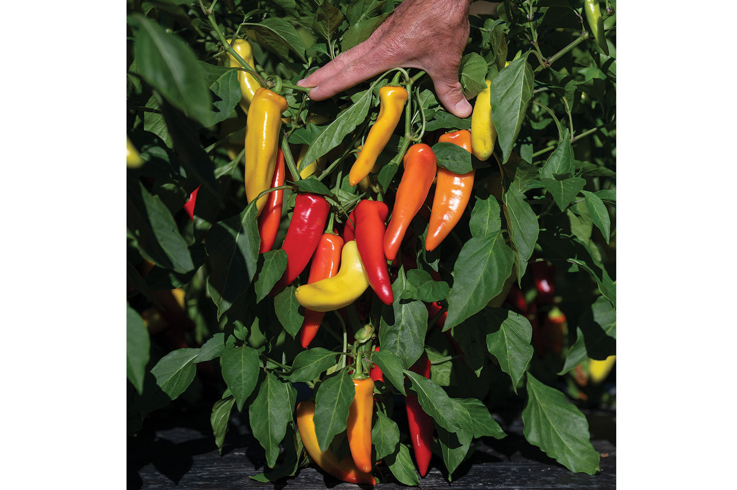 Hungarian Hot Wax Organic Pepper Seeds