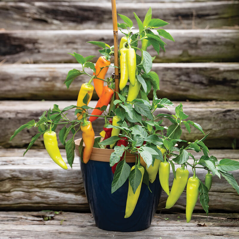 Hungarian Hot Wax Organic Pepper Seeds