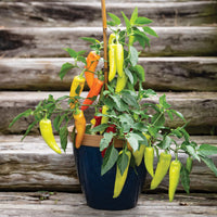 Hungarian Hot Wax Organic Pepper Seeds