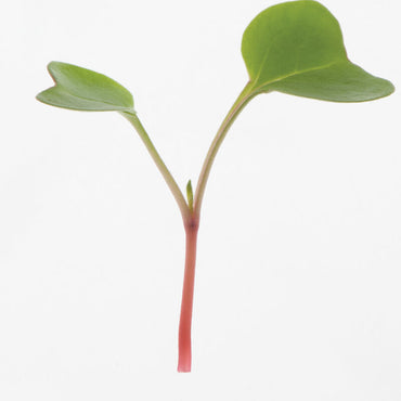 Radish, Red Stem – Organic Microgreen Seed