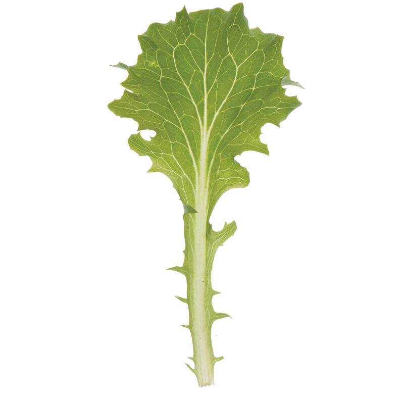 Marilisa – Organic Lettuce Seed