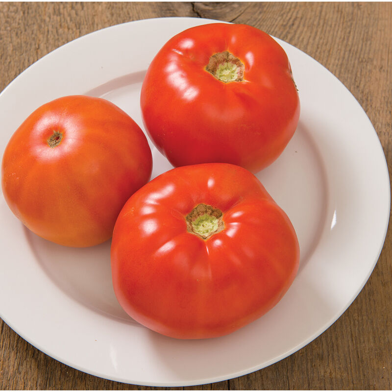 Estiva – Tomato Seed