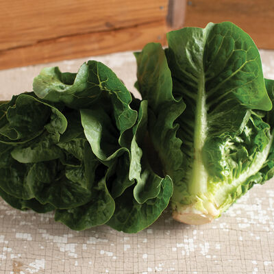 Gladius – Pelleted Romaine Lettuce Seeds