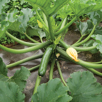 Green Machine – Organic Zucchini Squash Seed