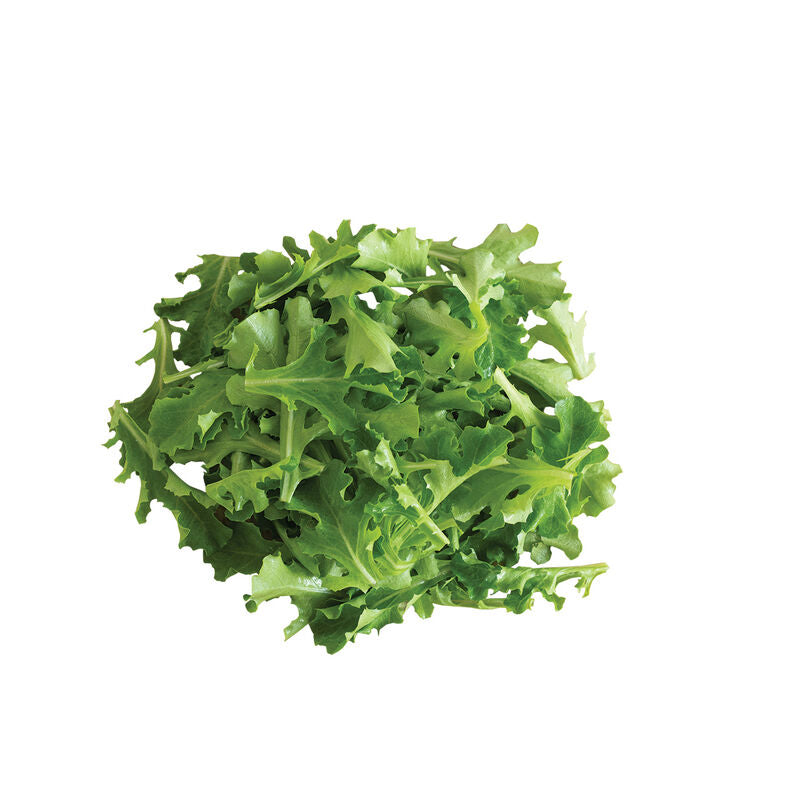 Clearwater – Organic Lettuce Seed