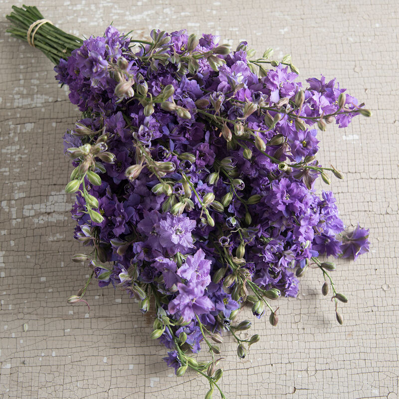 QIS? Larkspur Formula Mix – Larkspur Seed