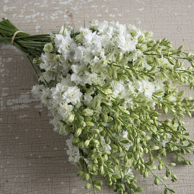 Sublime White – Larkspur Seed