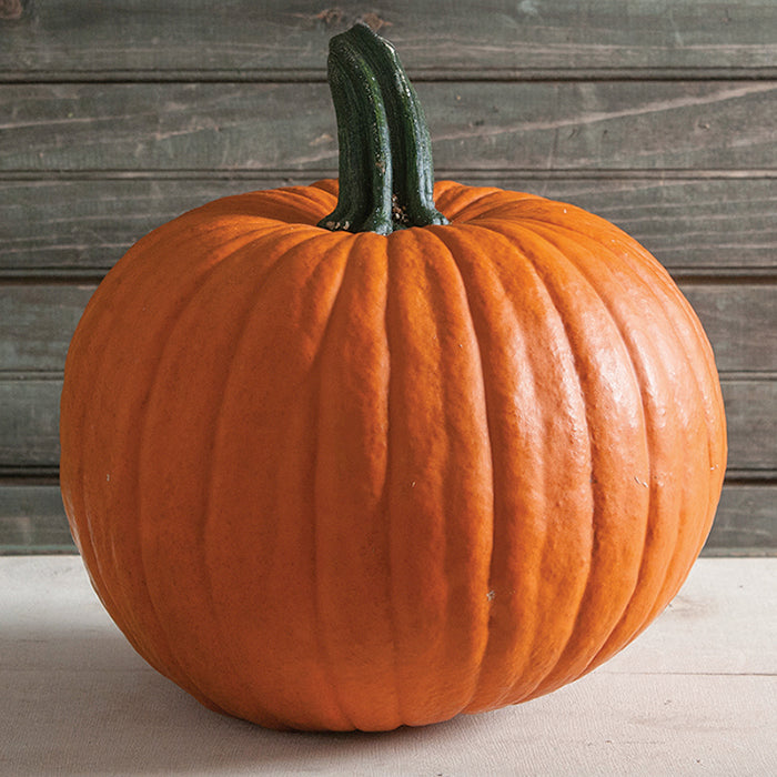 Racer Plus – Pumpkin Seed