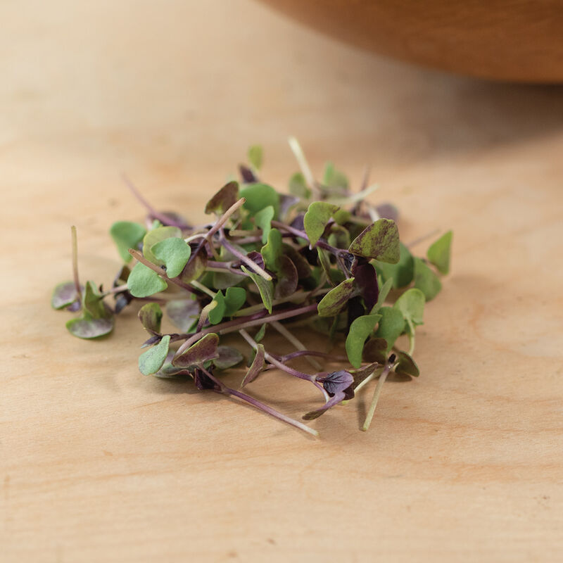 Basil, Bicolor – Organic Microgreen Seed