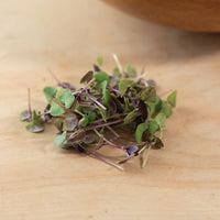 Basil, Bicolor – Organic Microgreen Seed
