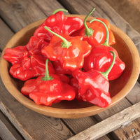 Mad Hatter Pepper Seeds (Bishop’s Crown)